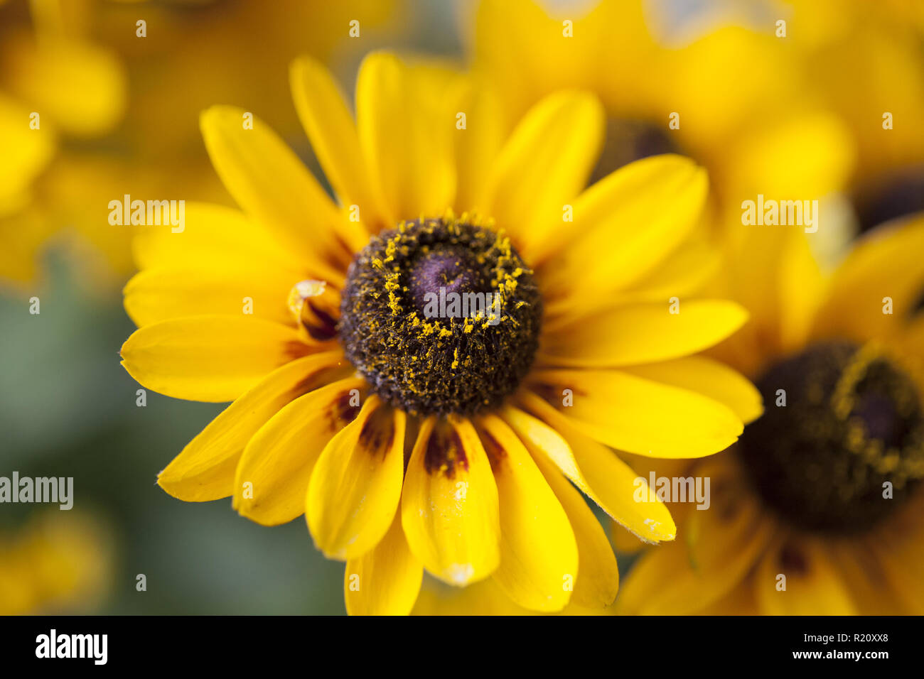 Schöne gelbe Blume Nahaufnahme mit verblichenen Hintergrund Stockfoto