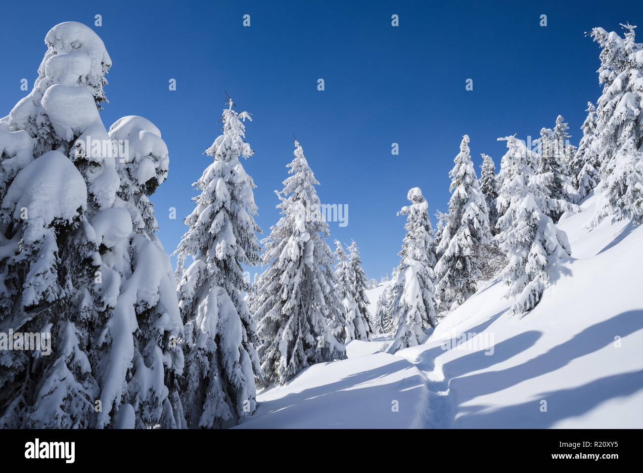 Winter wonderland Hintergrund. Frosty sonniger Tag im Bergwald Fichte. Verschneite Bäume und Fußweg im Schnee. Strahlend blauer Himmel Stockfoto