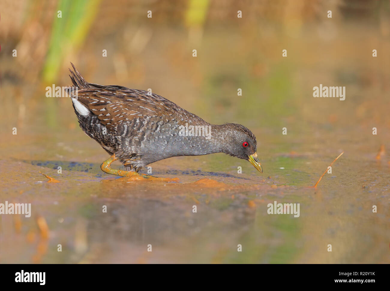 Australische Tüpfelsumpfhuhn Stockfoto