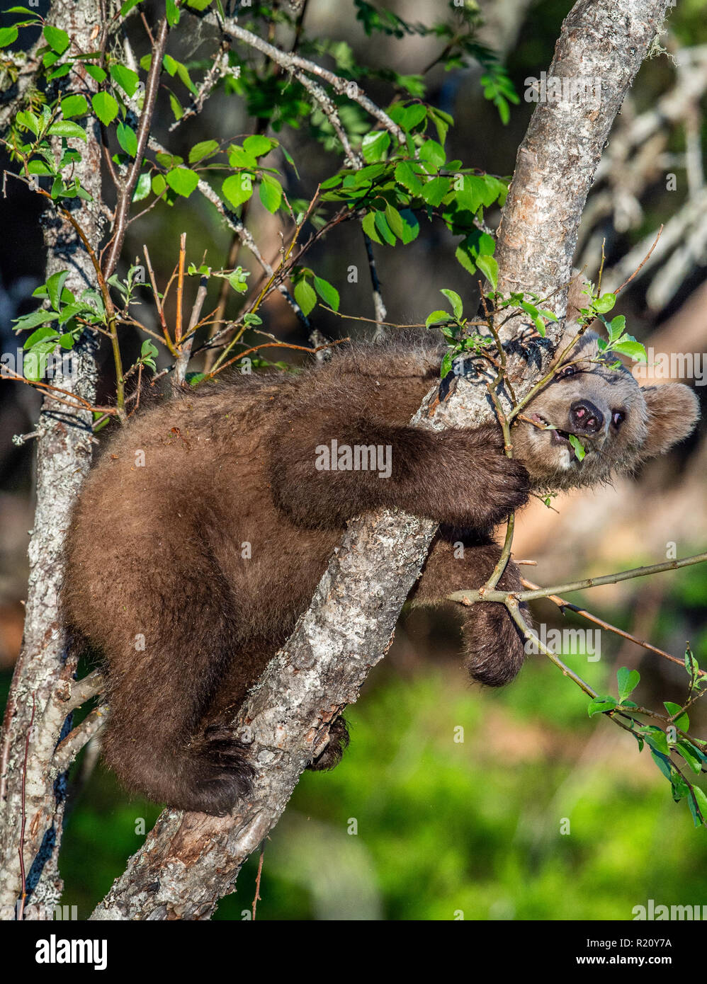 Brown bear Cub klettert einen Baum. Natürlicher Lebensraum. Im Sommer Wald. Sceintific Name: Ursus arctos. Stockfoto