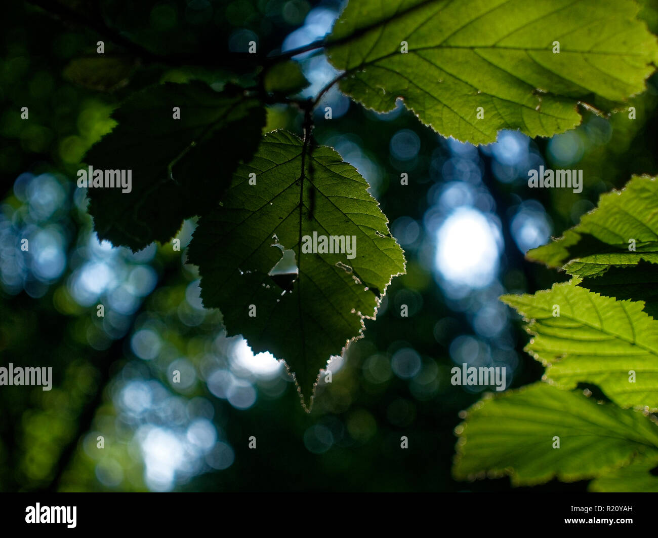 Sonnenlicht durch die Blätter der Hasel im Sommer, Russland Stockfoto
