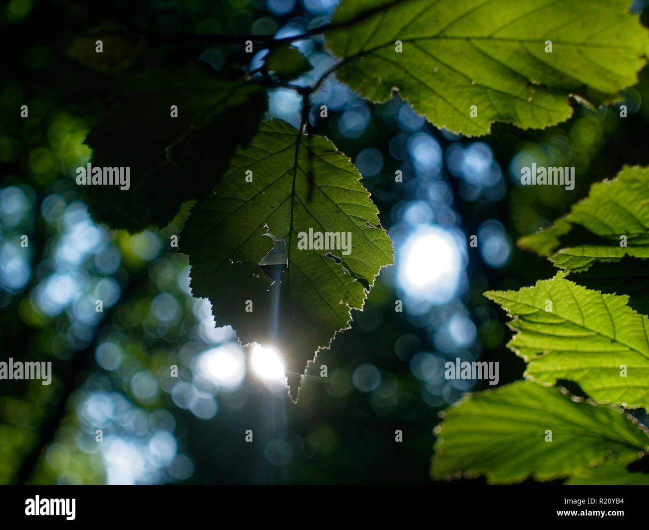 Sonnenlicht durch die Blätter der Hasel im Sommer, Russland Stockfoto