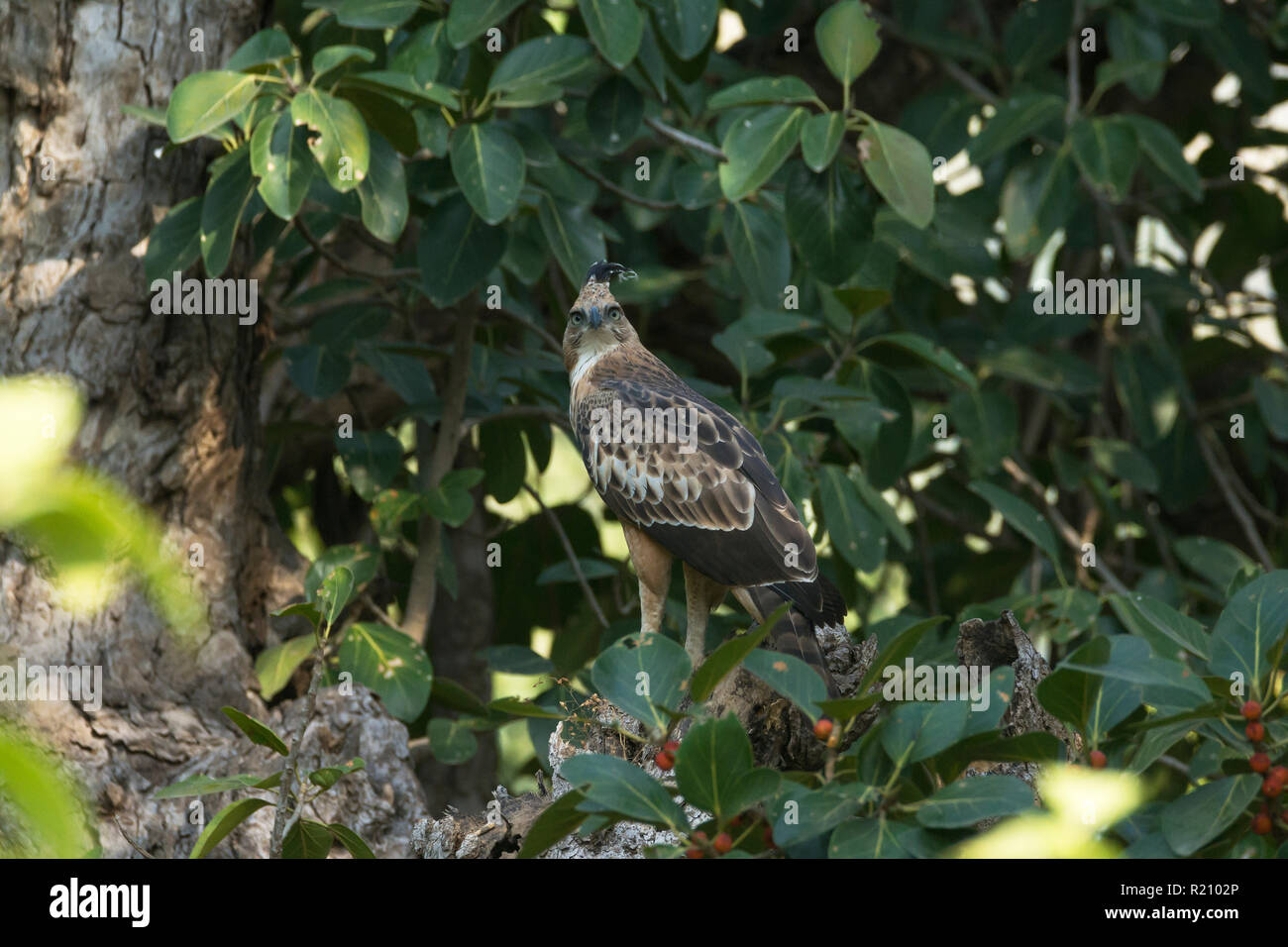 Austauschbarer Hawk-Eagle (Crested) (Nisaetus cirrhatus) Gujarat, Indien Stockfoto