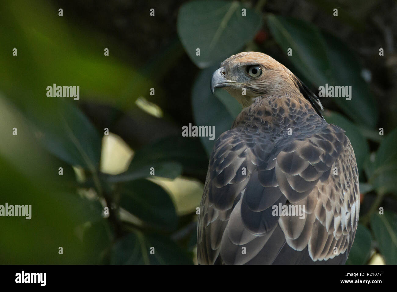 Austauschbarer Hawk-Eagle (Crested) (Nisaetus cirrhatus) Gujarat, Indien Stockfoto