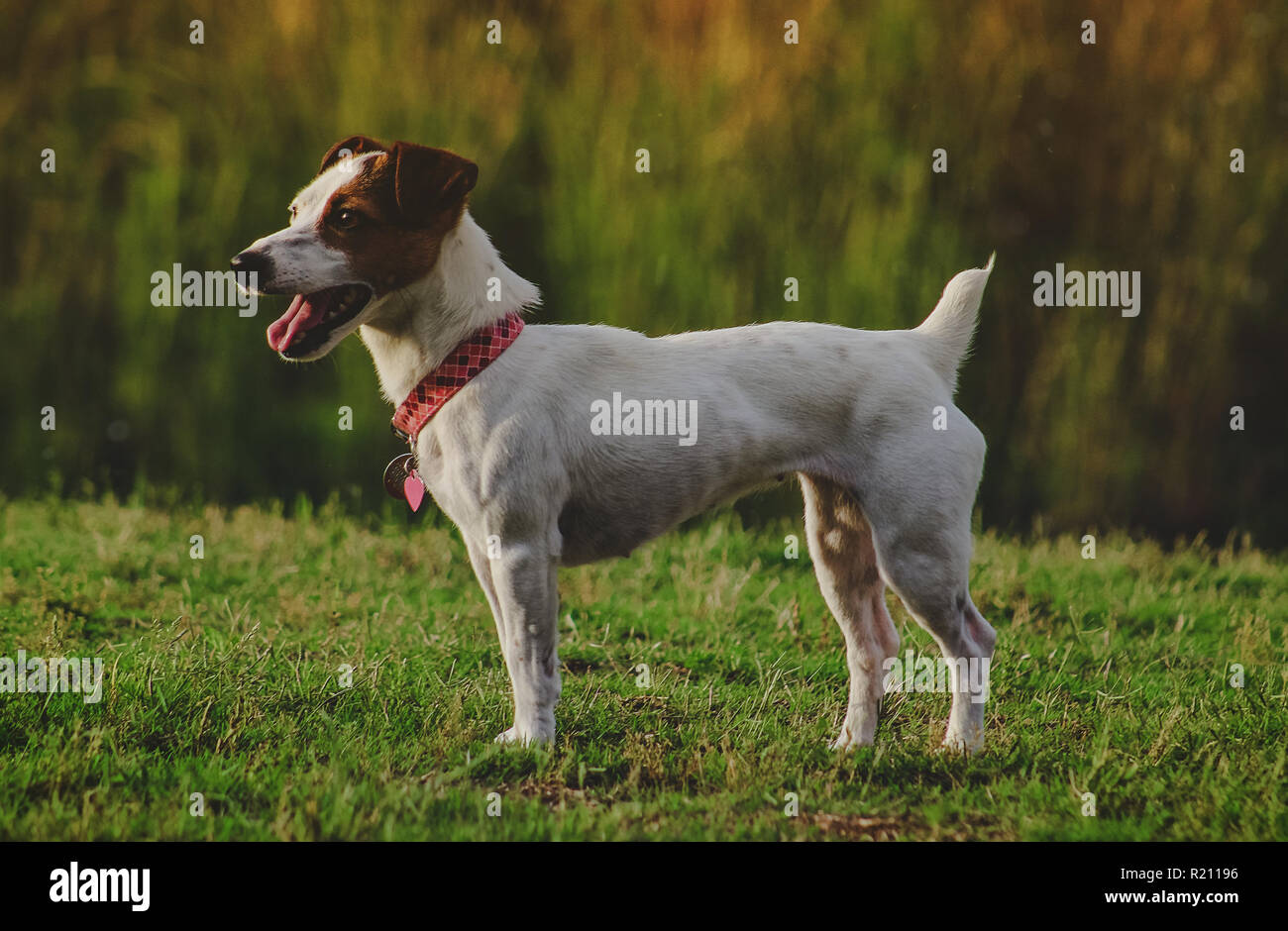 Jack Russell Terrier stehend auf Gras nach der Wiedergabe Stockfoto