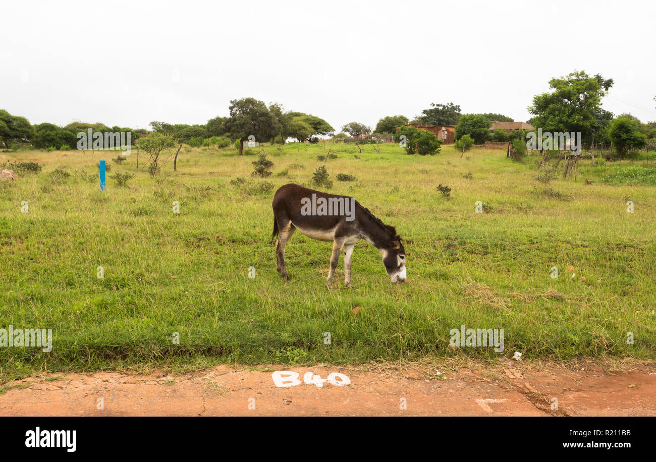 Ein Esel weiden auf der Seite der Straße in einem ländlichen Dorf in der North West Provinz in Südafrika Stockfoto