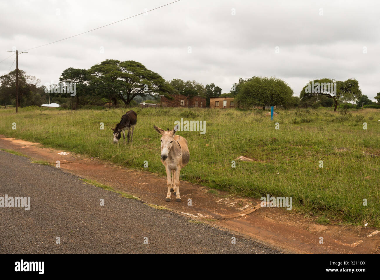 Zwei Esel auf der Seite einer geteerten Straße in einer ländlichen Gegend in der North West Provinz von Südafrika Stockfoto