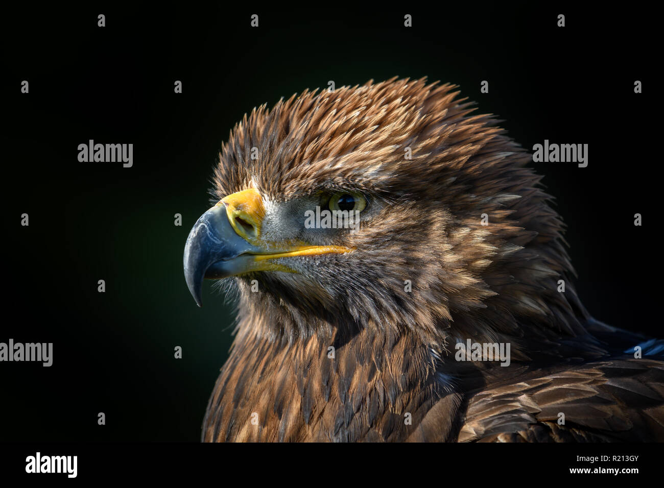 Raubvogel portrait isoliert Stockfoto