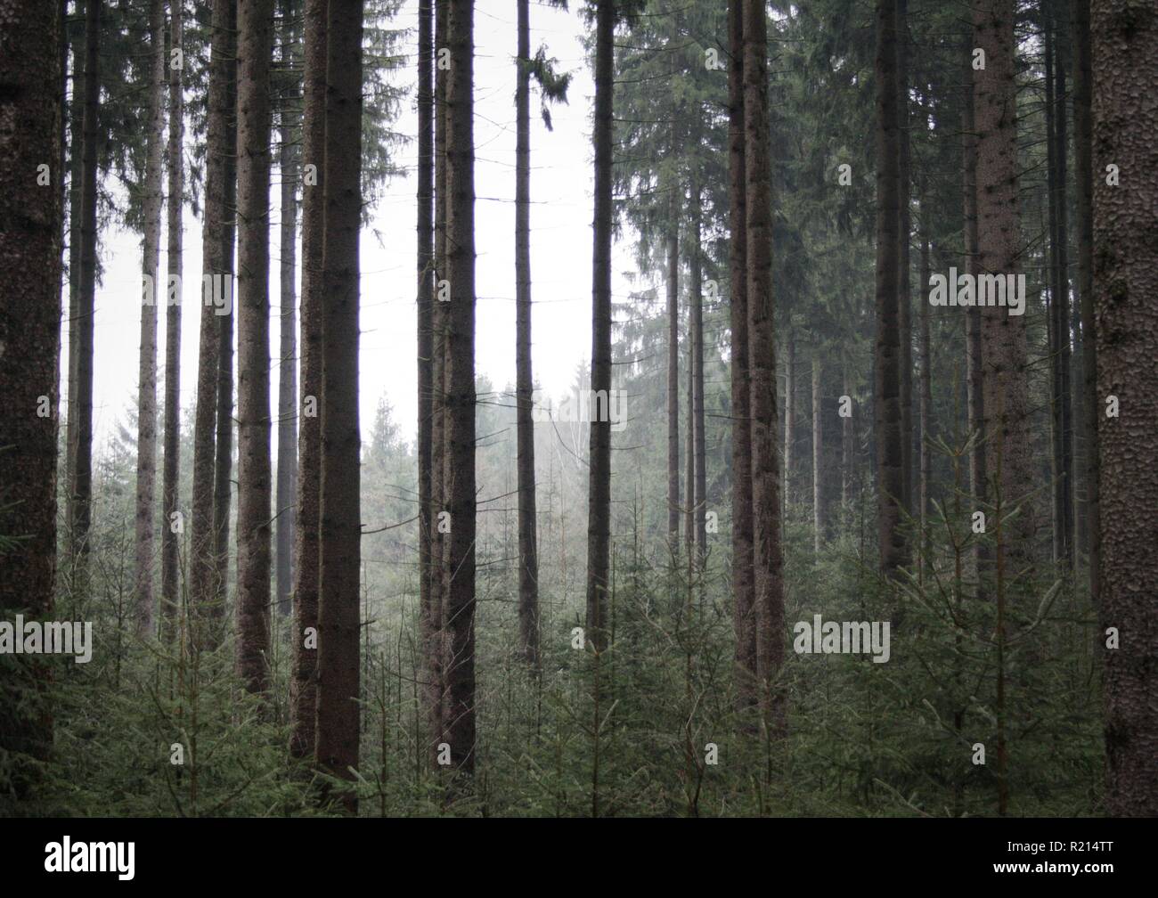 Im regnerischen Fichtenwald des Erzgebirges. Stockfoto