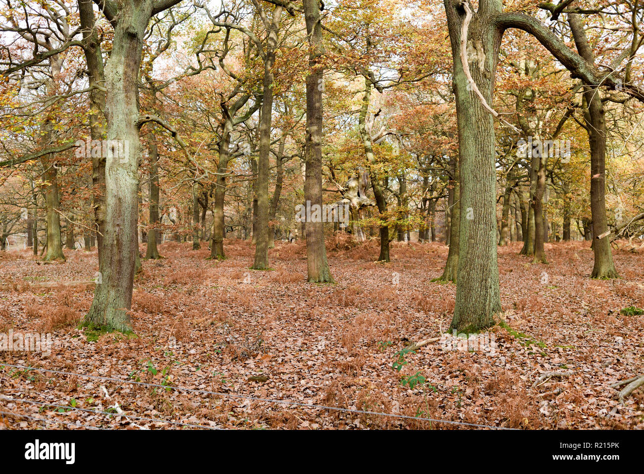 Sherwood Forest Home der großen Eiche und neue Visitor Centre, Großbritannien. Stockfoto