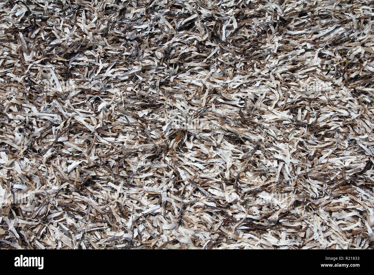 Trockene Algen in Cayo Guillermo Strand, Kuba. Sea weed Hintergrund. Stockfoto