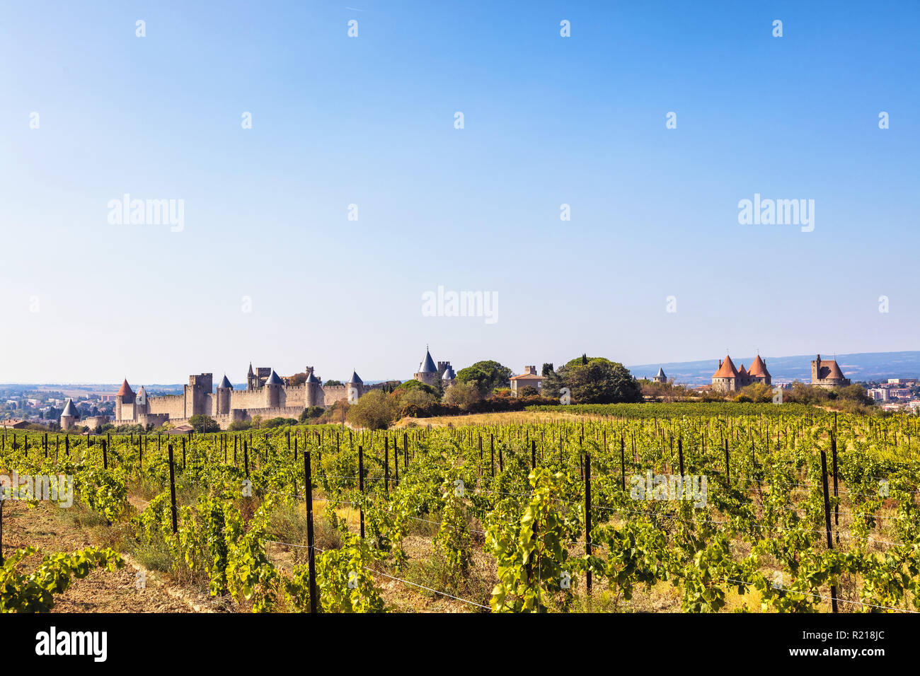 Blick auf die mittelalterliche Stadt Carcassonne aus einem Weinberg, Languedoc-Roussillon, Aude, Royal, Frankreich Stockfoto