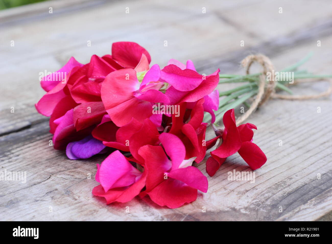 Lathyrus Odoratus - Spencer Vielfalt. Frisch Bündel Sweet pea Blumen auf Holztisch, Cut, Großbritannien Stockfoto