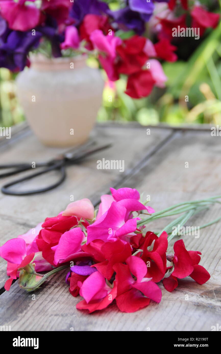 Lathyrus Odoratus. Frisch gepflückte Bündel von Pencer' Sweet pea Blumen in Vase auf hölzernen Tisch in de Garten. Stockfoto