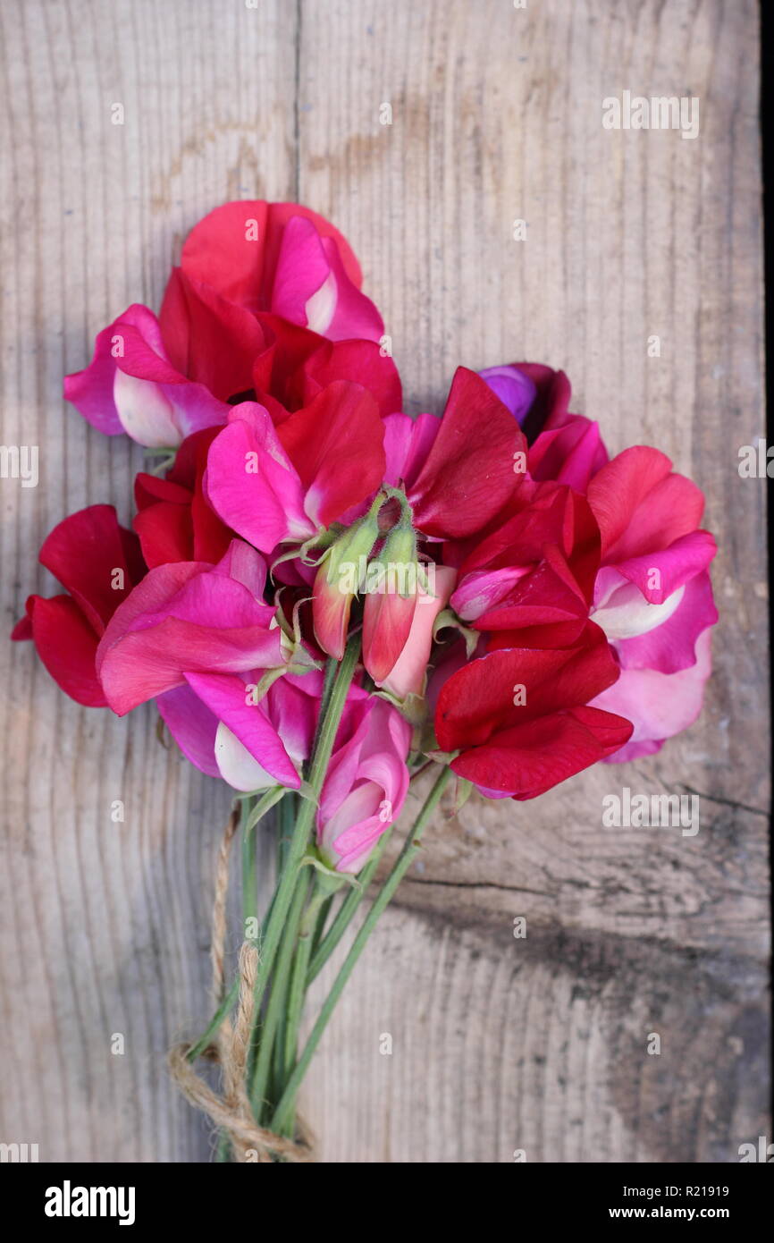 Lathyrus Odoratus - Spencer Vielfalt. Frisch Bündel Sweet pea Blumen auf Holztisch, Cut, Großbritannien Stockfoto