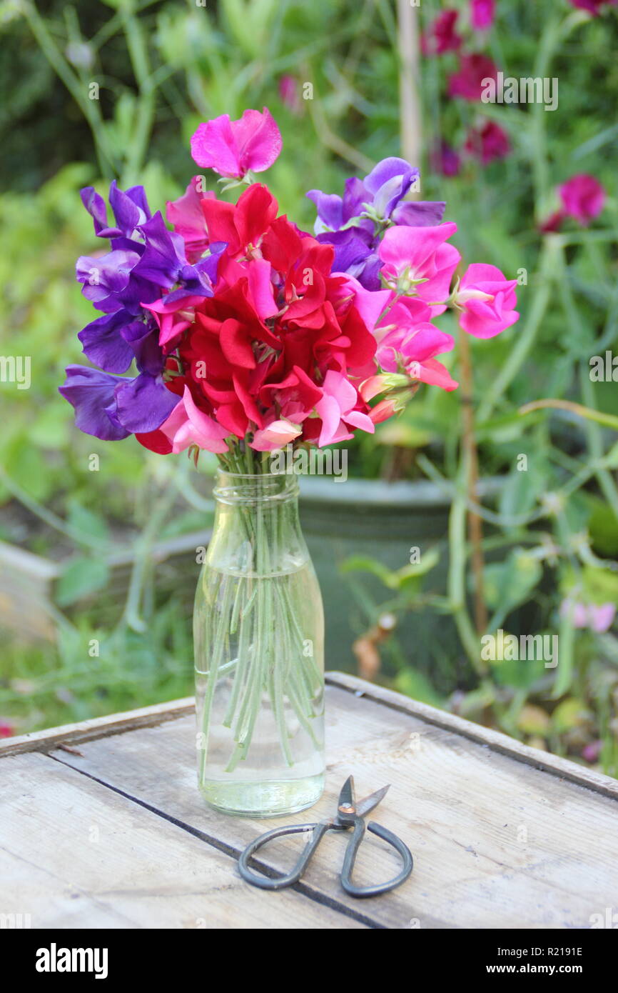 Lathyrus Odoratus. Frisch gepflückte Bündel von Pencer' Sweet pea Blumen in Vase auf hölzernen Tisch in de Garten. Stockfoto