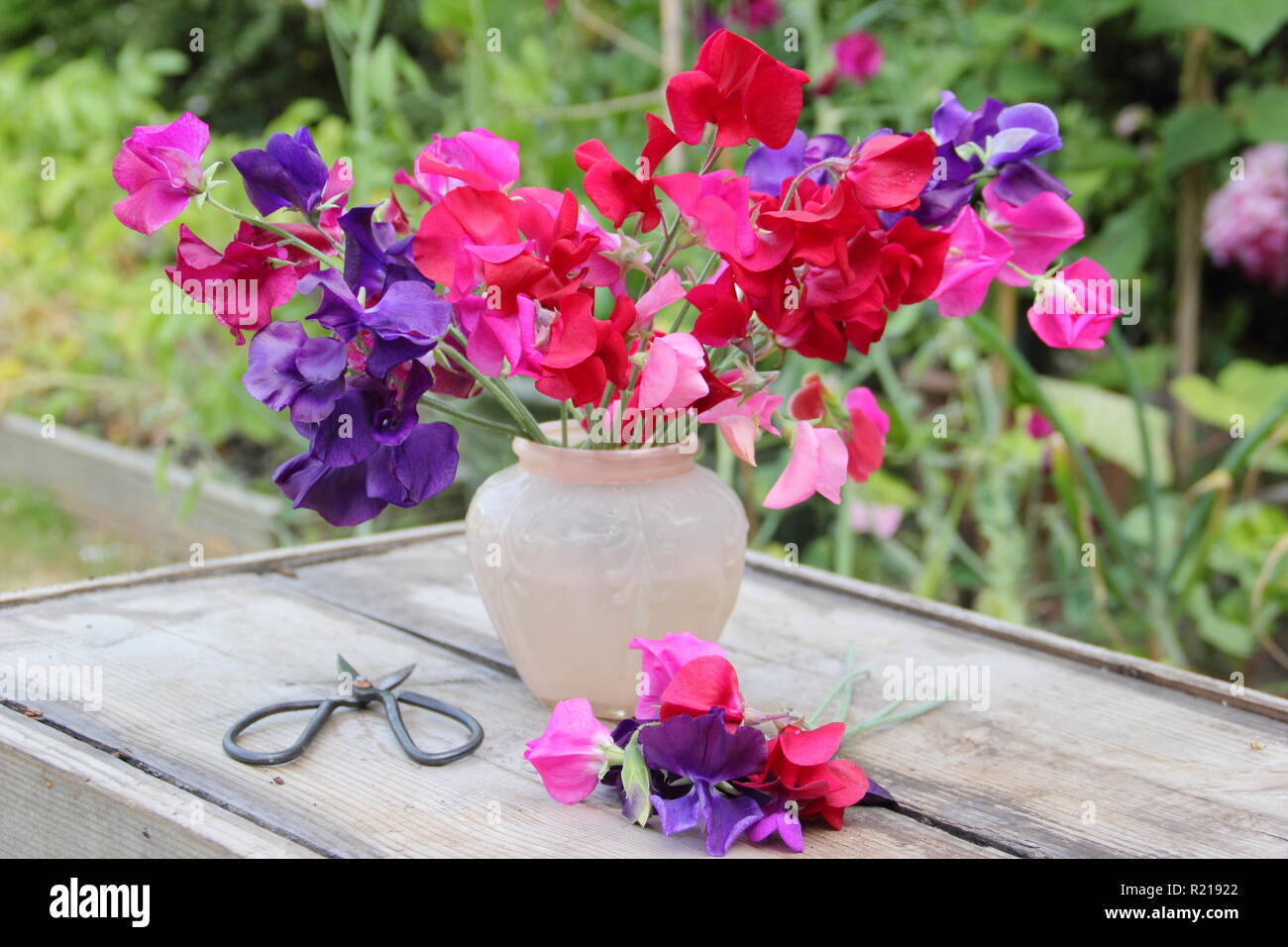 Lathyrus Odoratus. Frisch gepflückte Bündel von Pencer' Sweet pea Blumen in Vase auf hölzernen Tisch in de Garten. Stockfoto