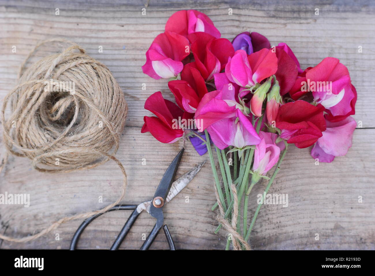 Lathyrus Odoratus - Spencer Vielfalt. Frisch Bündel Sweet pea Blumen auf Holztisch, Cut, Großbritannien Stockfoto