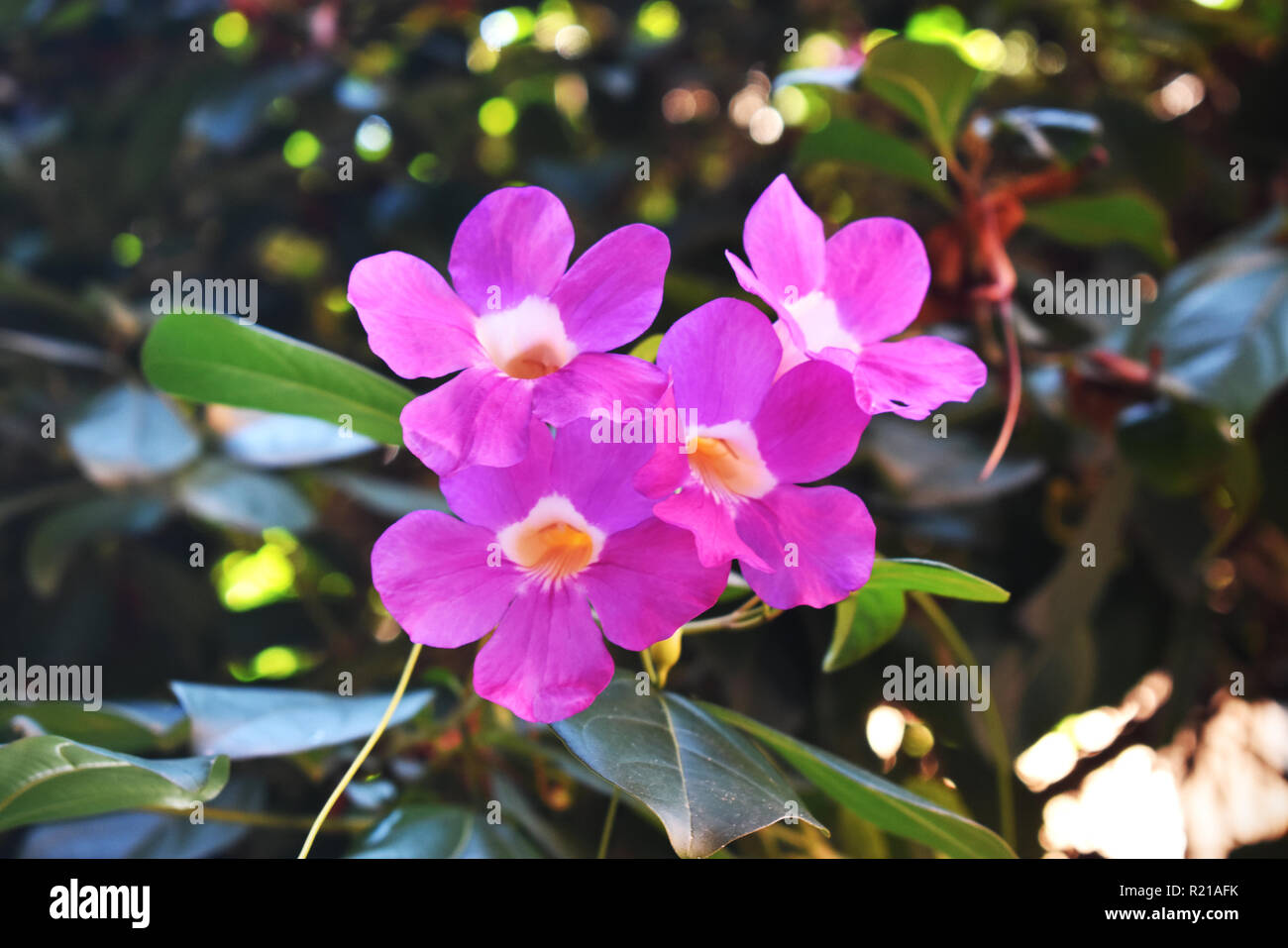 Schöne Blume Stockfoto