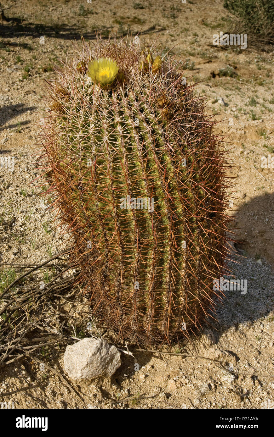 Barrel Kaktus blüht im Frühling in den Anza Borrego Desert State Park, Sonoran Wüste, Kalifornien, USA Stockfoto