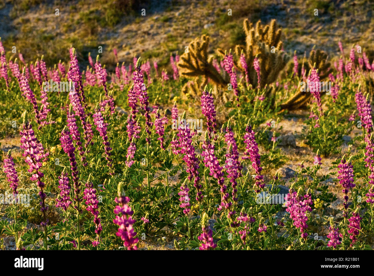 Arizona Lupinen Bluhen Im Fruhling In Den Anza Borrego Desert