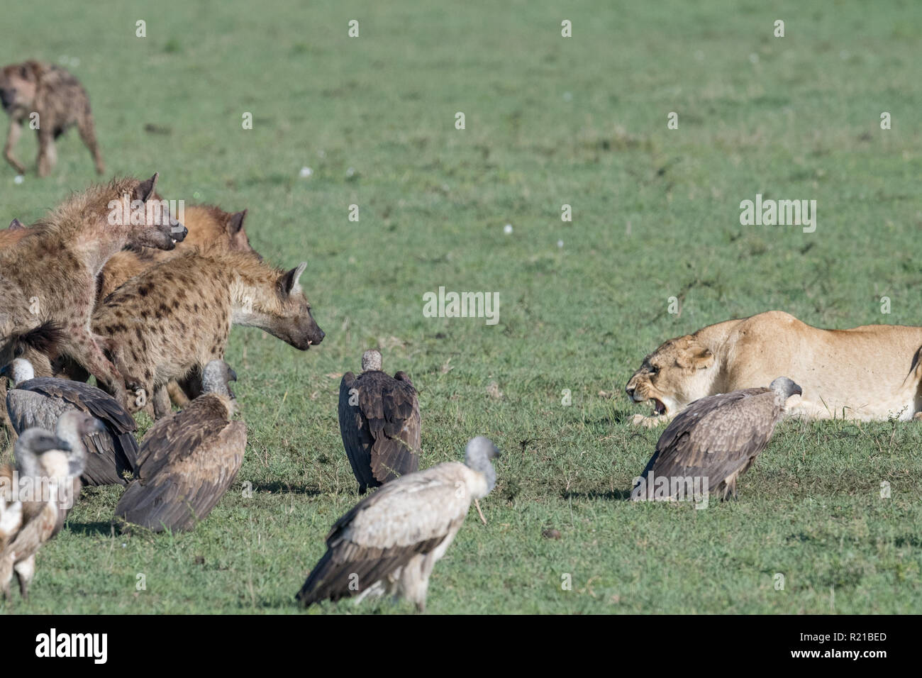 Tüpfelhyäne (Crocuta crocuta) mit Löwe (Panthera leo), Maasi Mara, Kenia entdeckt Stockfoto