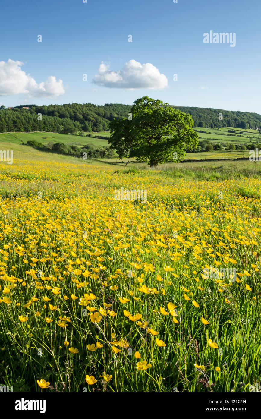 Feld voller Butterblumen in der Nähe von Kildale Dorf in der North York Moors National Park Stockfoto