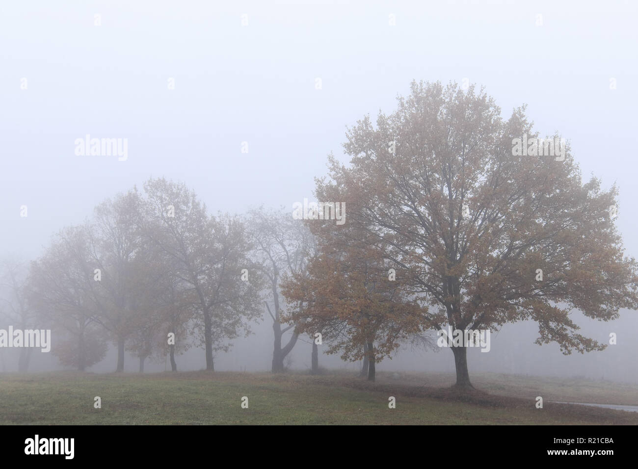 Herbstliche Bäume im Nebel Stockfoto