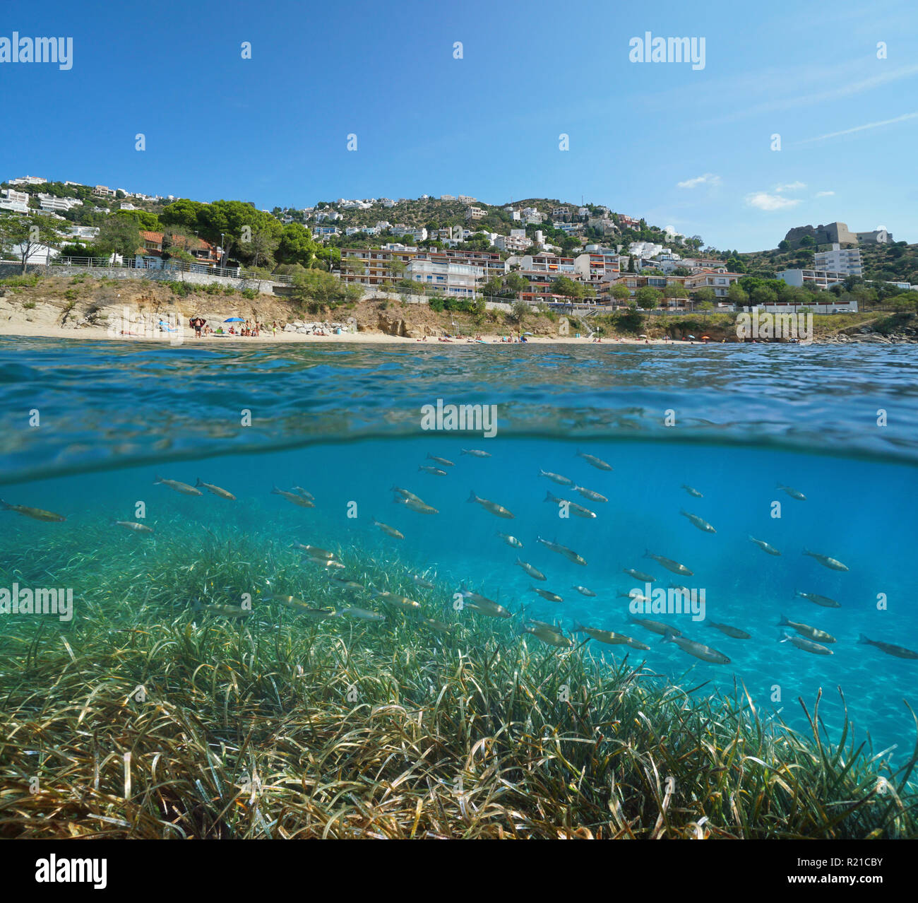 Strand mit Gebäuden in Rosen Stadt und eine Schule der Meeräsche Fisch mit Seegras Unterwasser, geteilte Ansicht, Spanien, Costa Brava, Mittelmeer Stockfoto