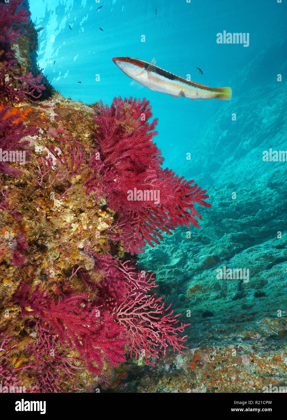 Unterwasser Mittelmeer, rote Gorgonien Paramuricea Clavata mit einem lippfisch Fisch, Cap de Creus, Costa Brava, Katalonien, Spanien Stockfoto