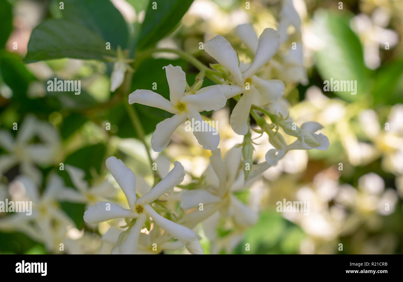 Crepe Jasmin (auch als crape Jasmin) ist eine hübsche, kleine Strauch mit abgerundeter Form und pinwheel Blumen erinnert an Gardenien. Stockfoto