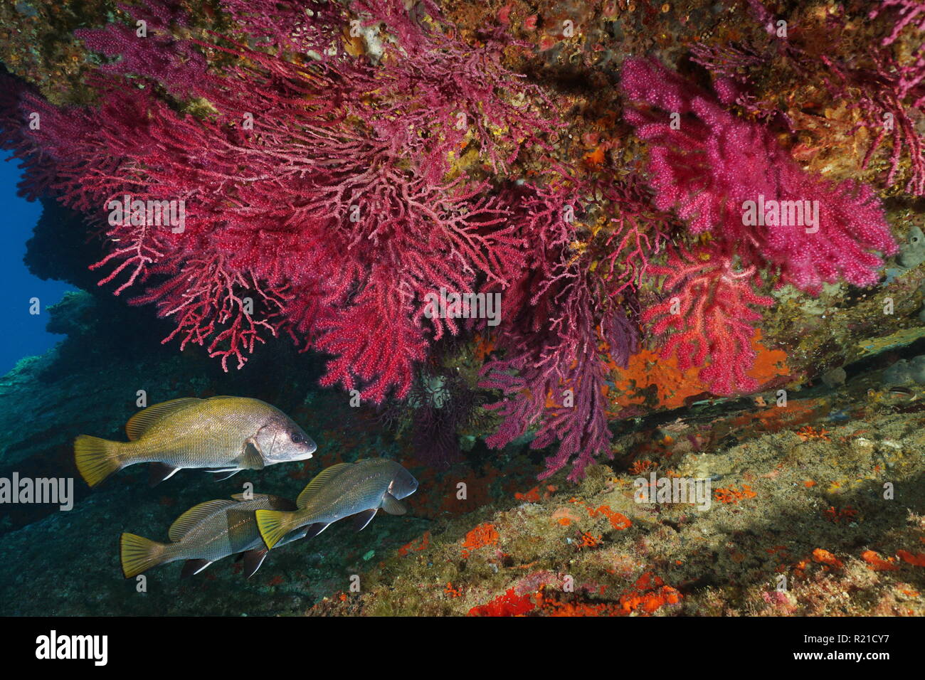 Rote gorgonie Weichkorallen mit corb Fisch unterwasser Mittelmeer, Cap de Creus, Costa Brava, Katalonien, Spanien Stockfoto