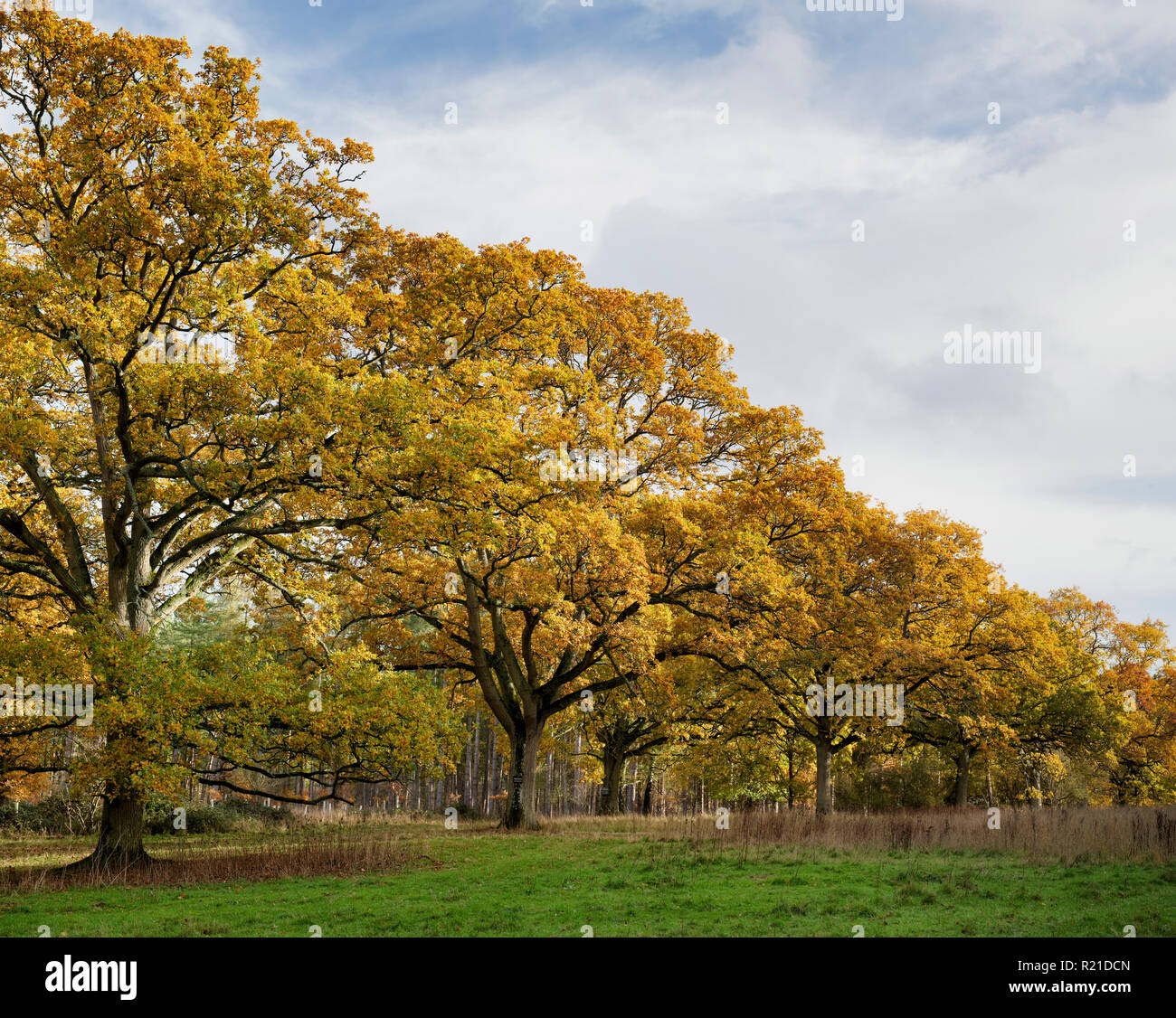 Quercus robur. Herbst Eichen in Blenheim Park, Woodstock, Oxfordshire, England Stockfoto