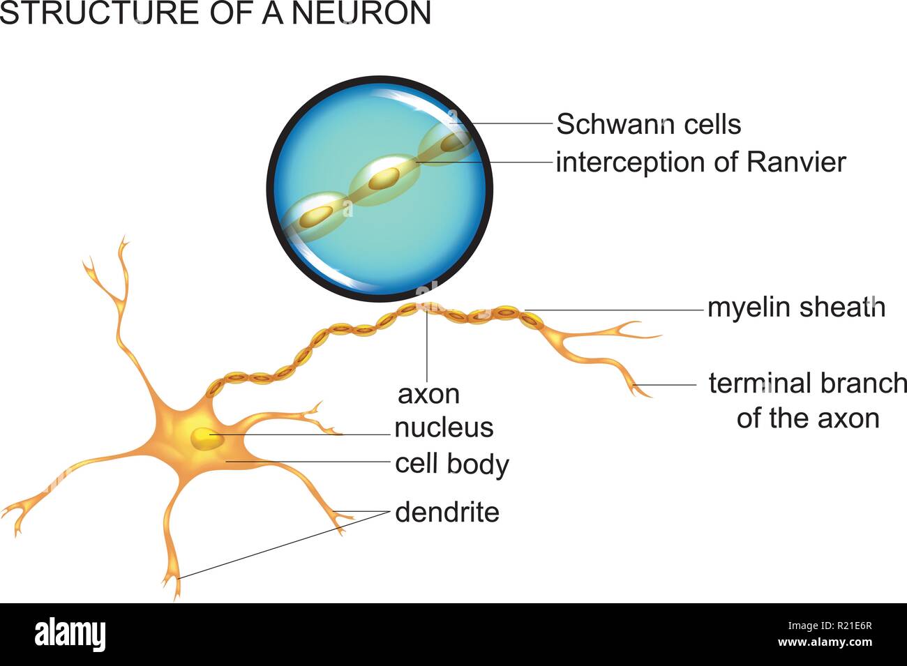 Vector Illustration der Nervenzelle Struktur, Neuron Stock Vektor