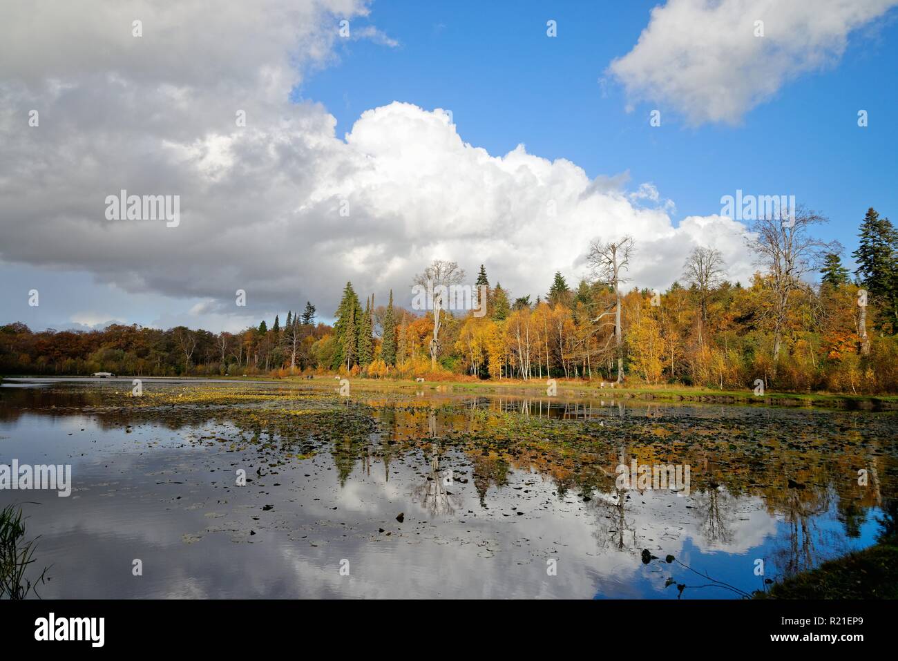 Kuh Teich Windsor Great Park Berkshire England Großbritannien Stockfoto