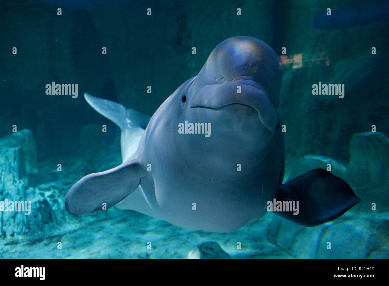 Gluckliche Wale Stockfotos Und Bilder Kaufen Alamy