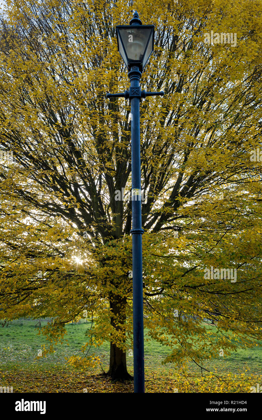 Ein Herbst Baum und Edwardianische Lamp Post in Ruskin Park, am 12. November 2018, in Southwark, London, England. Stockfoto