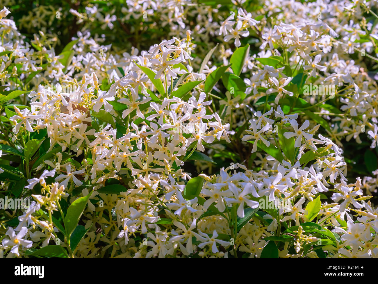 Crepe Jasmin (auch als crape Jasmin) ist eine hübsche, kleine Strauch mit abgerundeter Form und pinwheel Blumen erinnert an Gardenien. Stockfoto