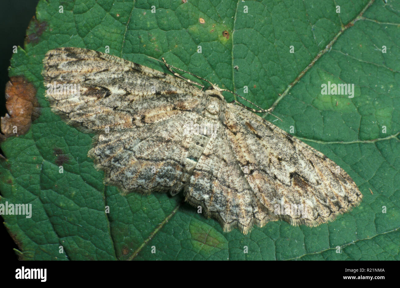 Rinde Motte (ECTROPSIS) Spanner (Geometridae) Stockfoto