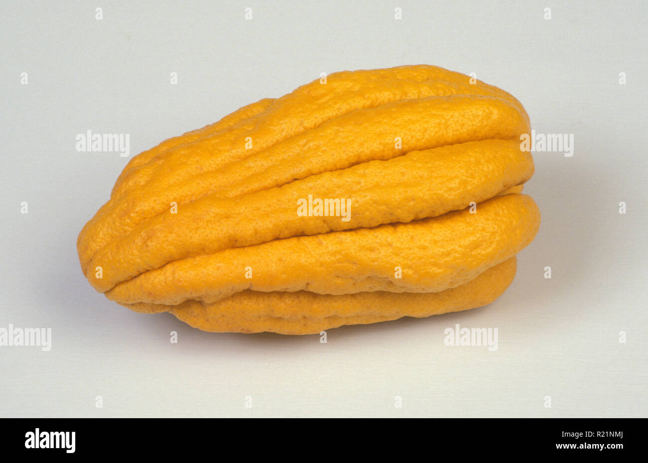 FINGER CITRONS "Buddhas Hand" (CITRUS MEDICA) RUTACEAE. Stockfoto