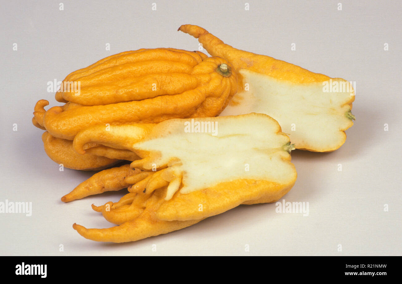 STUDIOAUFNAHME VON FINGERZITRONEN 'BUDDHA'S HAND' (CITRUS MEDICA) RUTACEAE. VOLLE UND IN SCHEIBEN GESCHNITTENE FRÜCHTE. Stockfoto