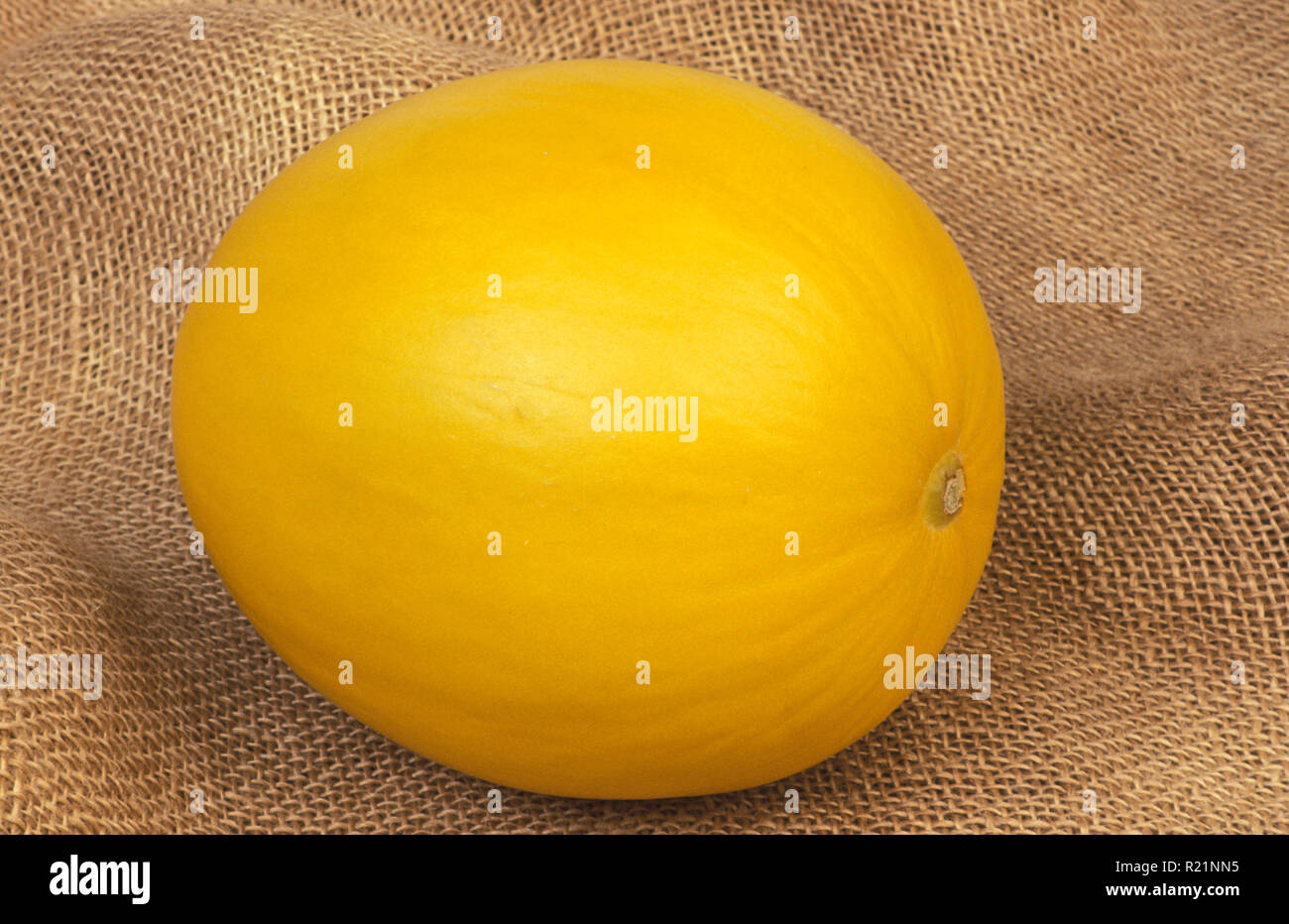 GANZER HONIGMELONEN (GELB) (CUCUMIS MELO) INDORUS-GRUPPE AUF LEINEN. Stockfoto