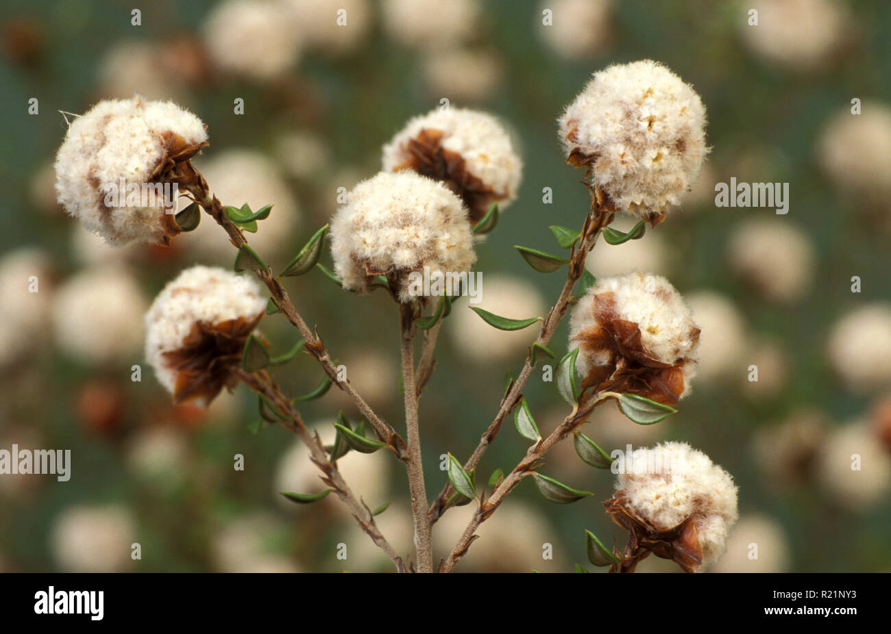 CORROBOREE (Baumwolle) BUSH, CRYPTANDRA SCORTECHINII Stockfoto
