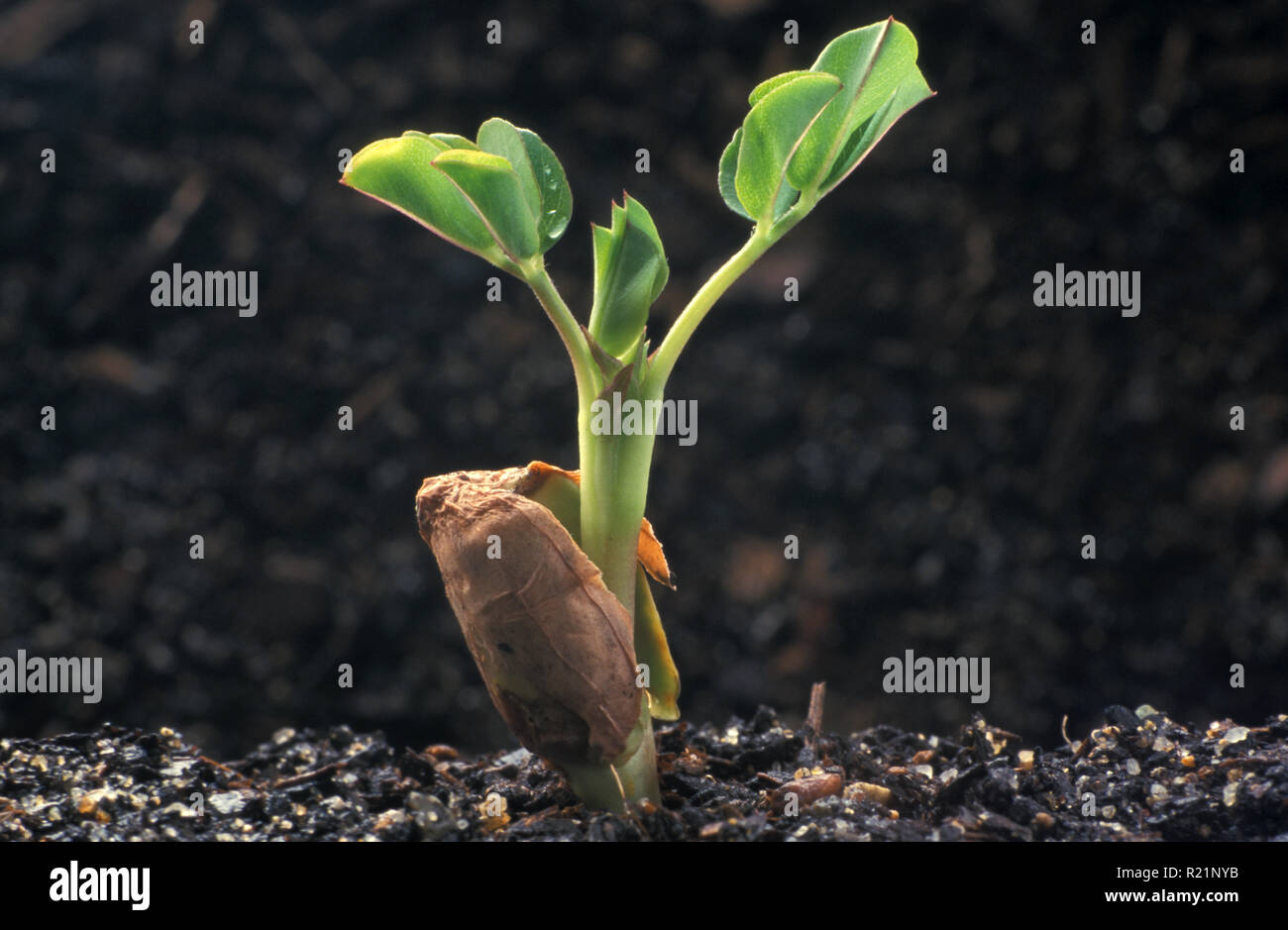 Sämling DER ERDNUSS "VIRGINIA" (ARACHIS HYPOGAEA) Stockfoto
