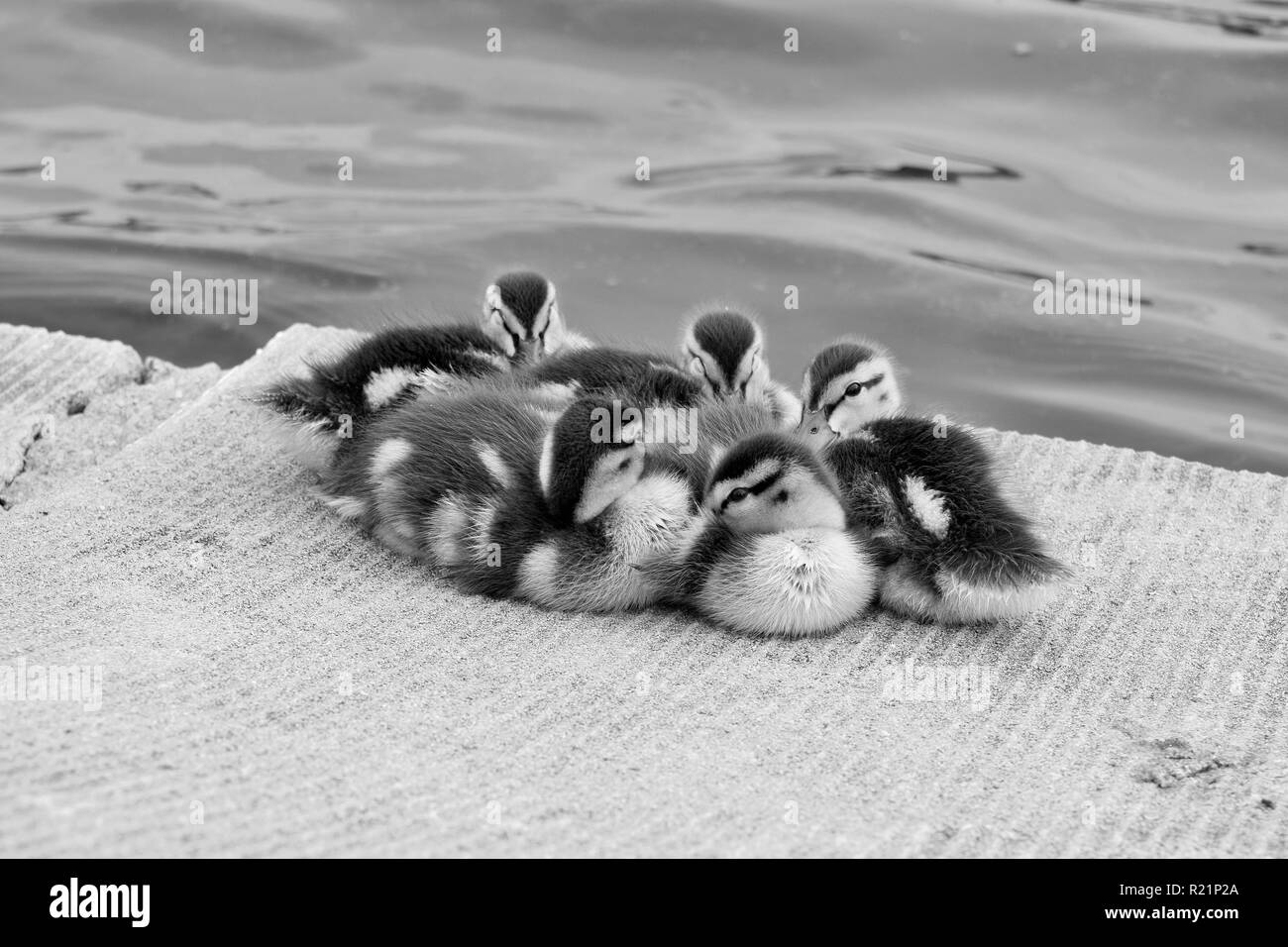 Baby Entenküken huddle zusammen in Schwarz und Weiß Stockfoto