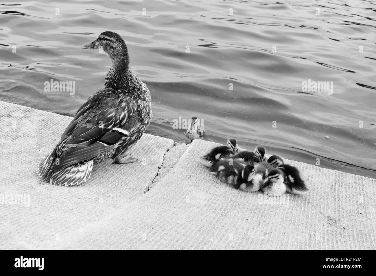 Mutter Ente und ihre Entenküken in Schwarz und Weiß Stockfoto