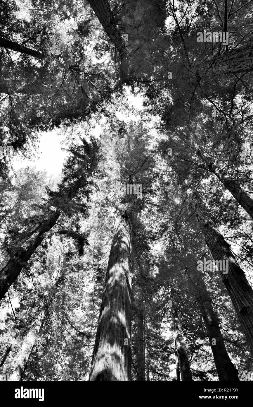 Suchen im Redwood Bäume in Schwarz und Weiß Stockfoto