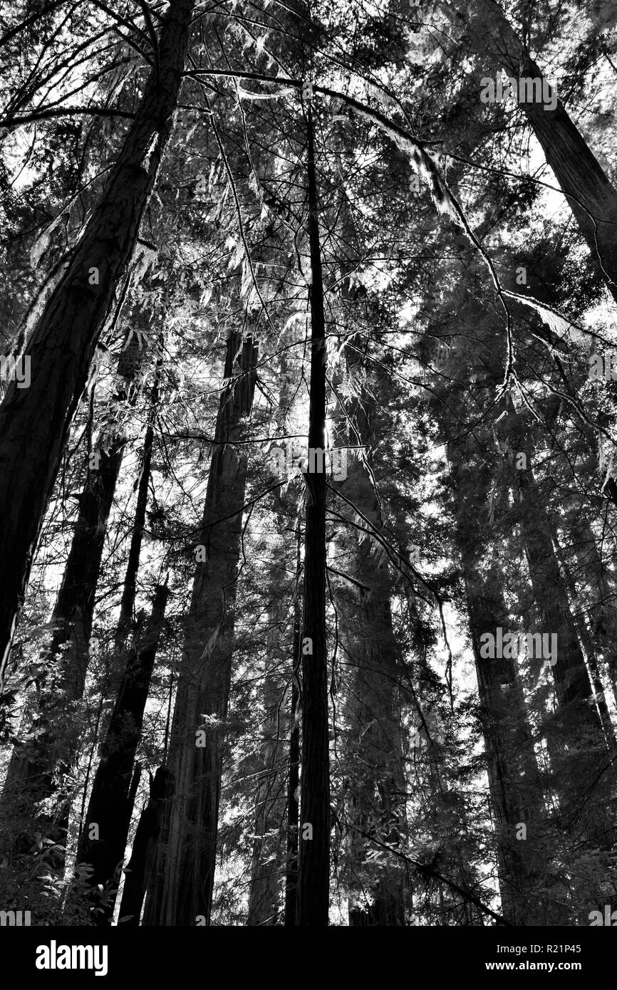 Sonne hinter Redwood Tree in Schwarz und Weiß Stockfoto