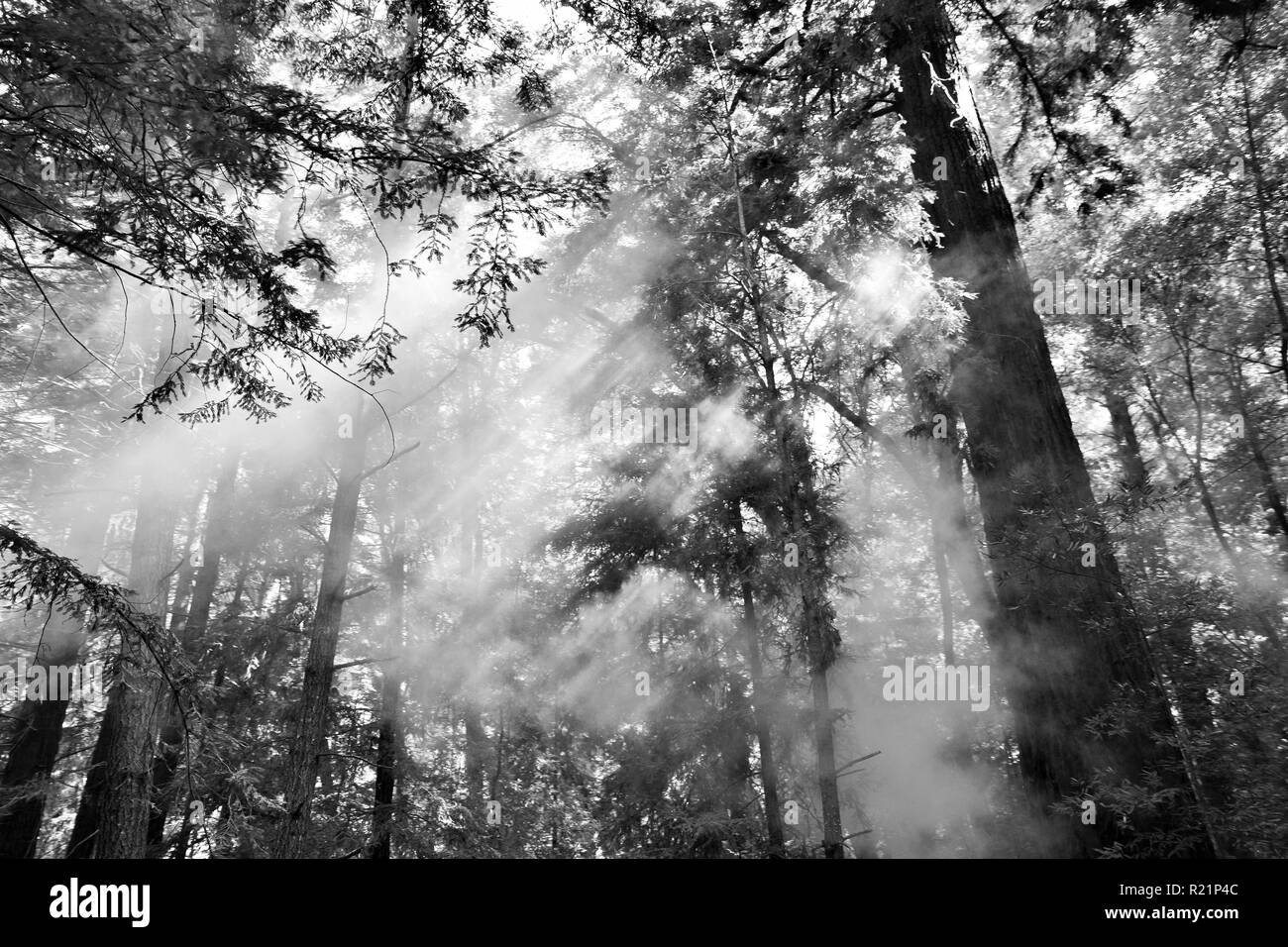 Nebel im Redwood Bäume in Schwarz und Weiß Stockfoto