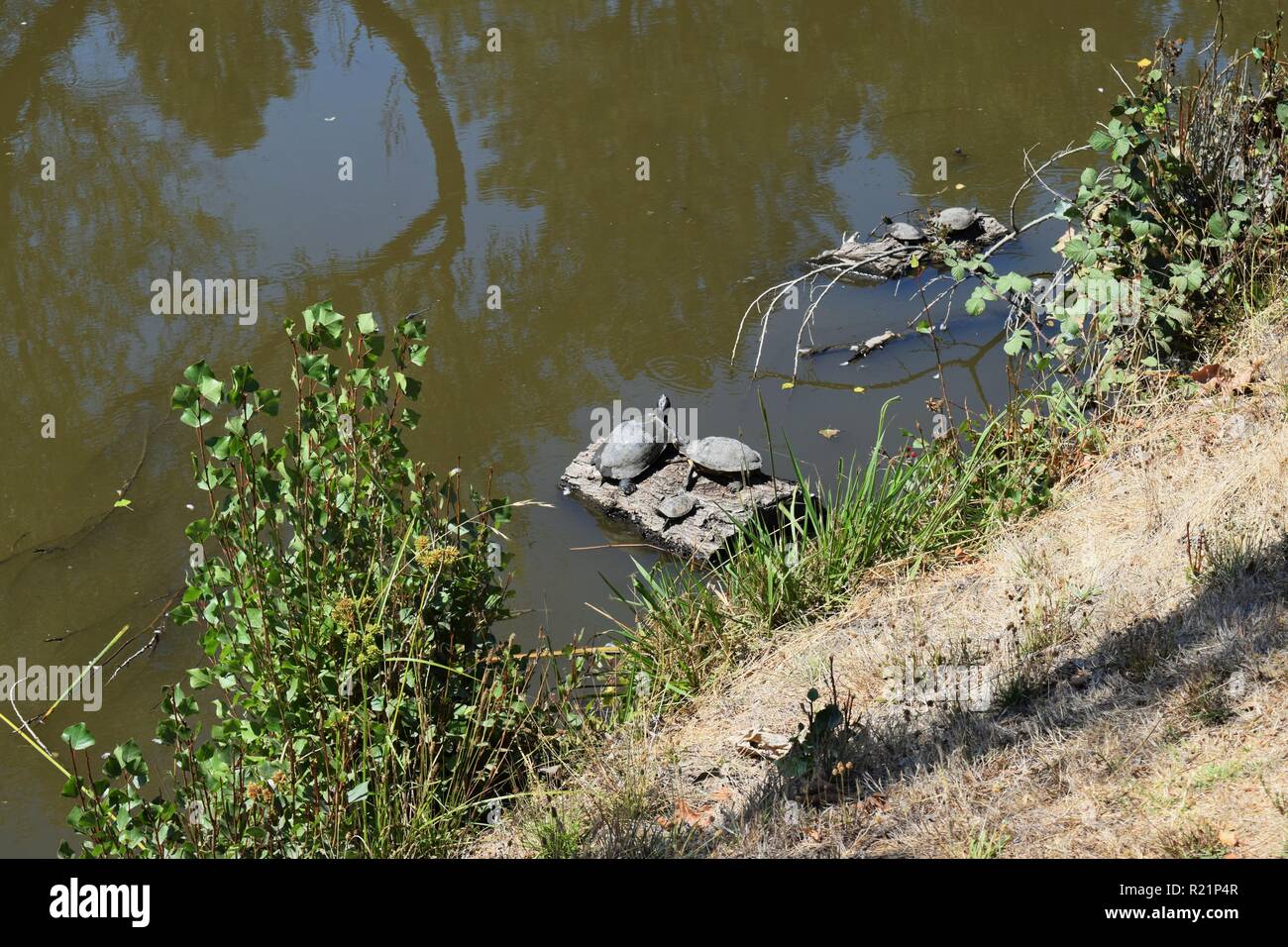 Teich Schildkröten Stockfoto